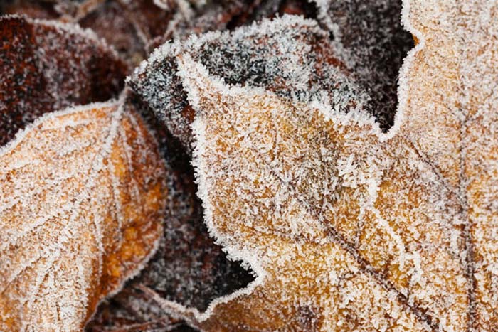 hojas-congeladas-por-el-frio