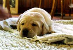 perro-encima-de-una-alfombra-de-lana