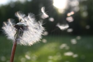 alergia primaveral a plantas