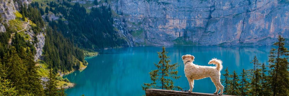 Cómo Ayudar a los Perros a Pasar Menos Calor en Verano