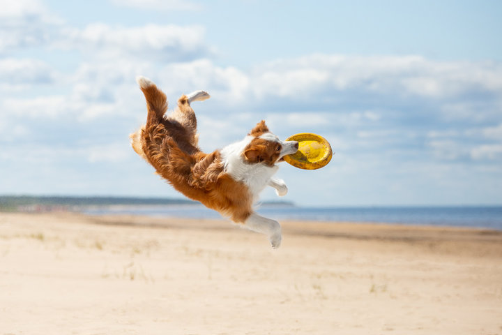 Perro saltando en la playa cogiendo un fresbee
