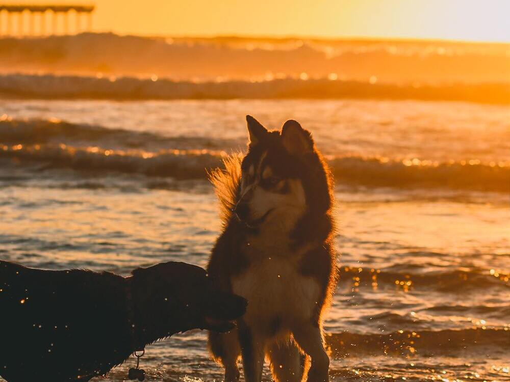 perros-calor-verano